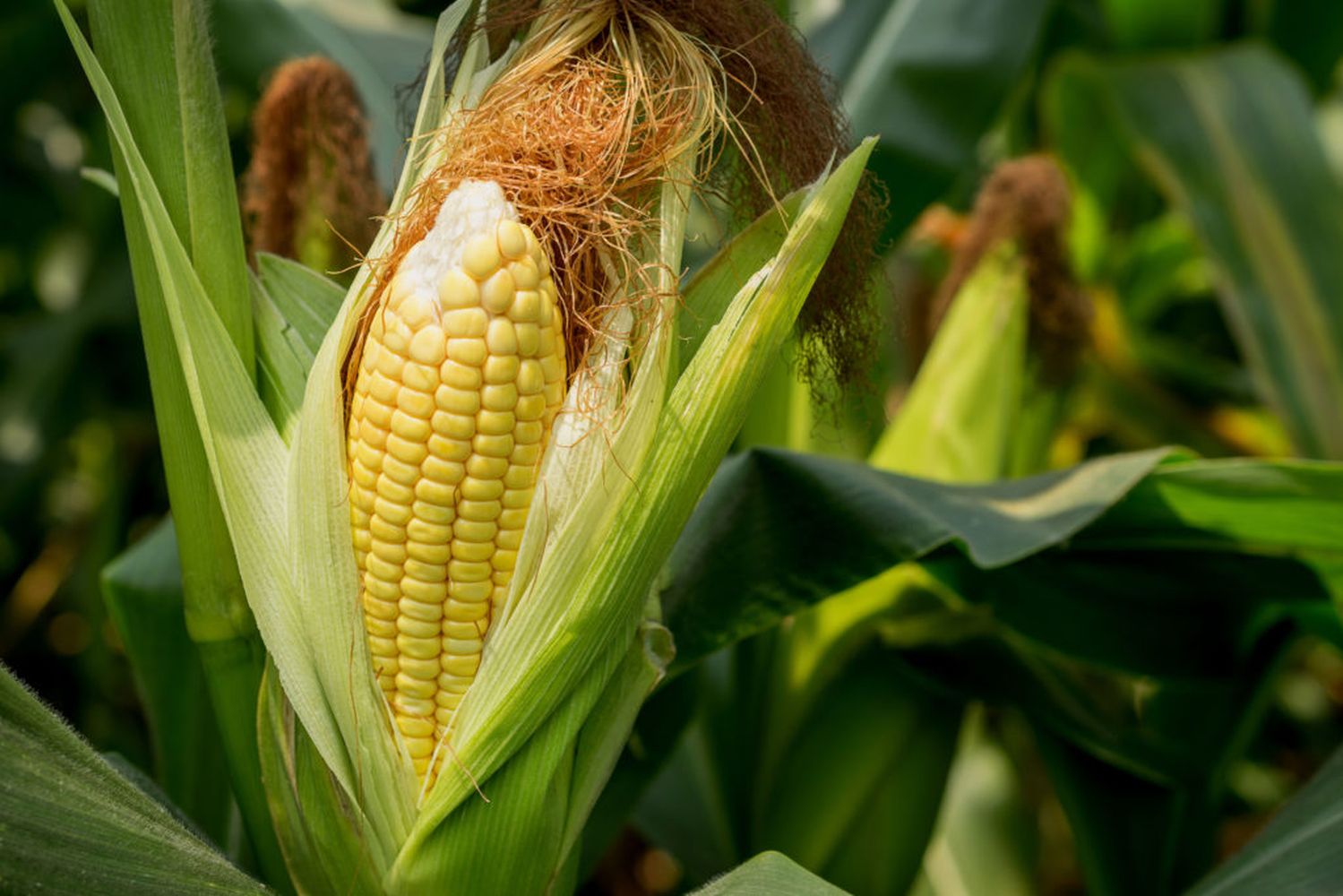 planting sweet corn in garden