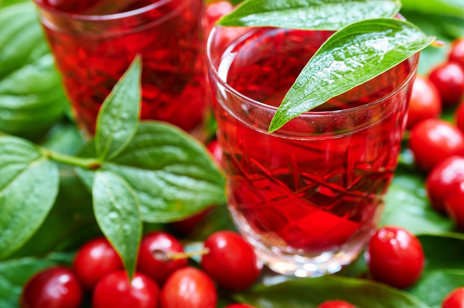 Cornelian cherry: cultivation, care & uses - Plantura