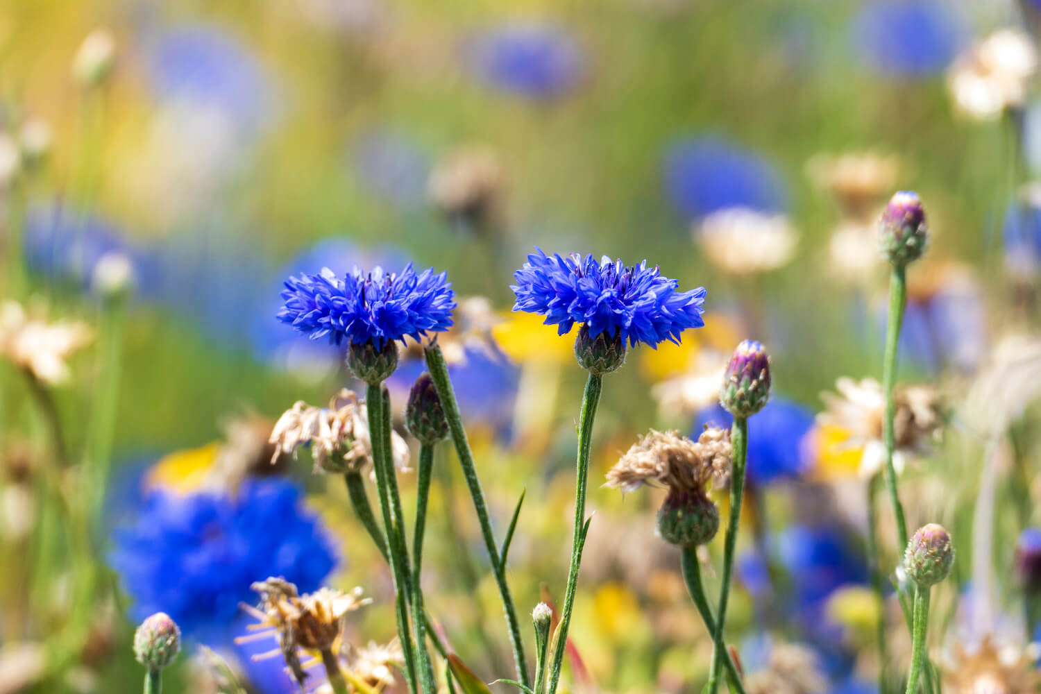 Blooming Brilliant! Britain's Top Wild Flowers!