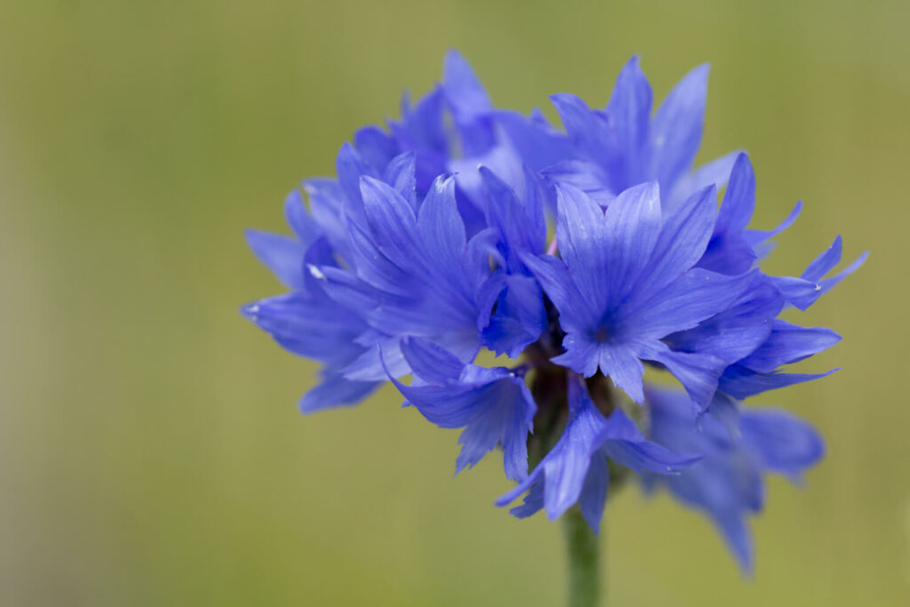 Blue cornflower blossom