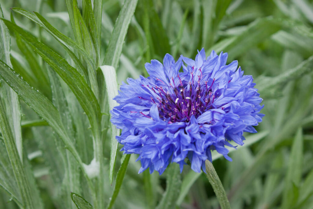 Blue double cornflower 