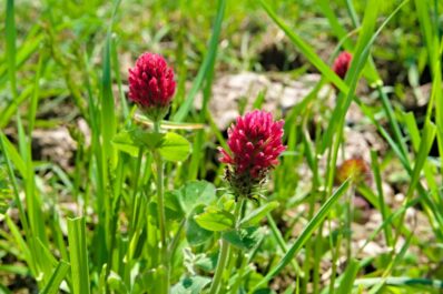 Crimson clover: sowing, sprouting & more