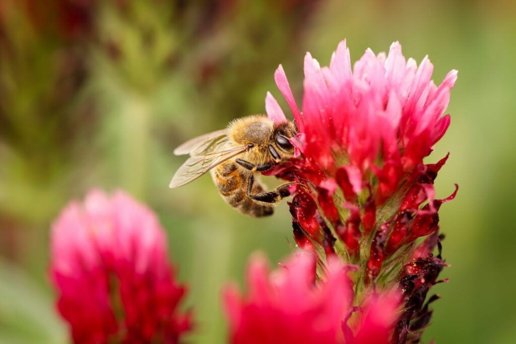 Close-up of bee on crimson clover flower
