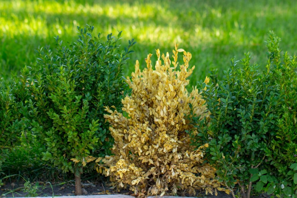 tips for buxus care