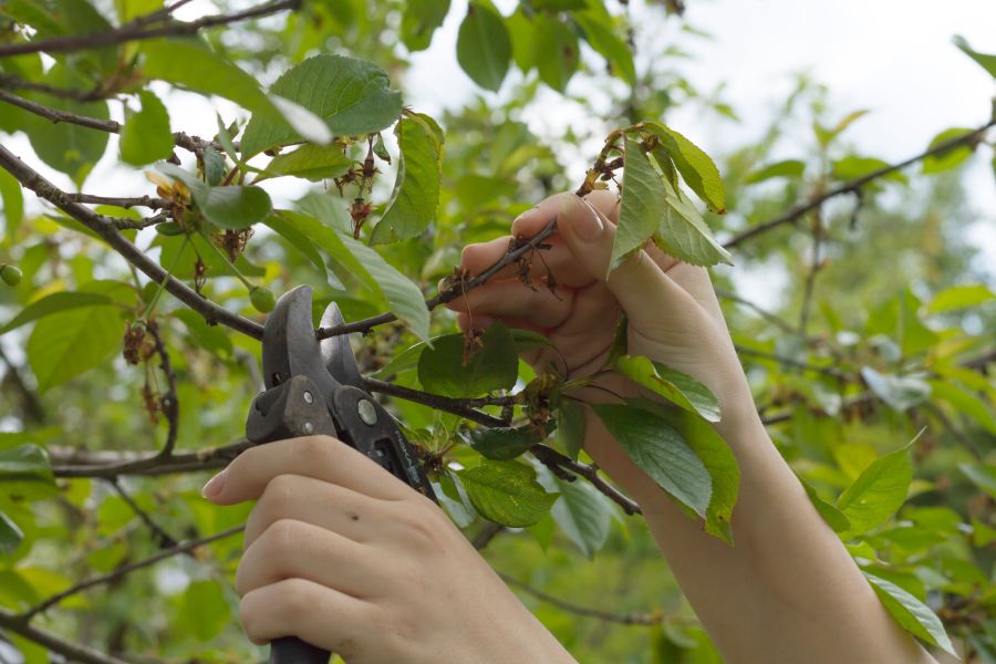 cherry fruit tree branch