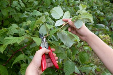 Pruning raspberries: instructions & expert tips