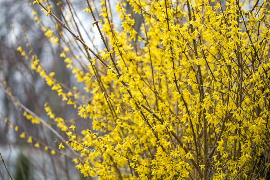 Yellow flowering forsythia