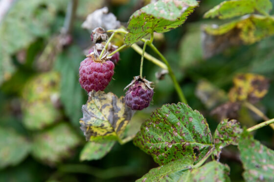Raspberry Common Defects Names Raspberry diseases: identifying & curing - Plantura