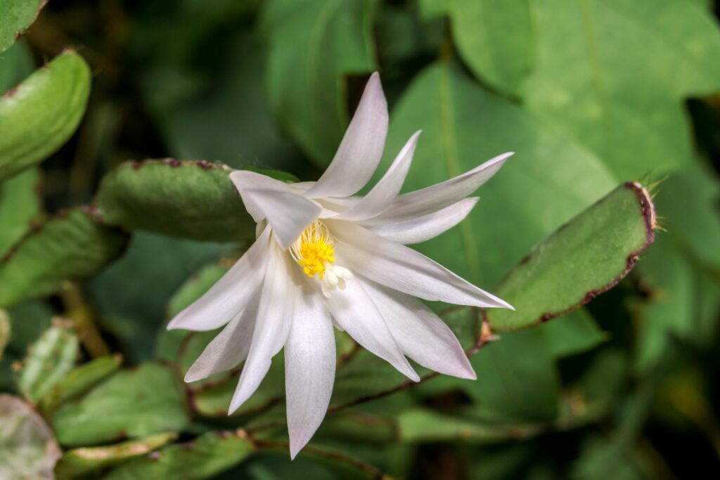 White Easter Cactus flowers