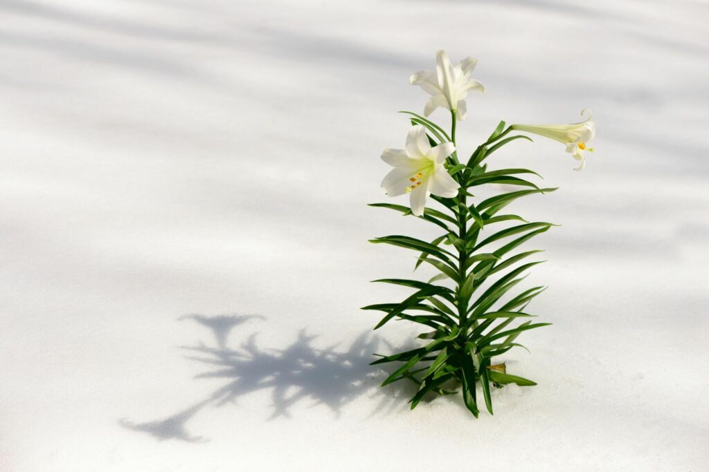 An Easter lily in snow