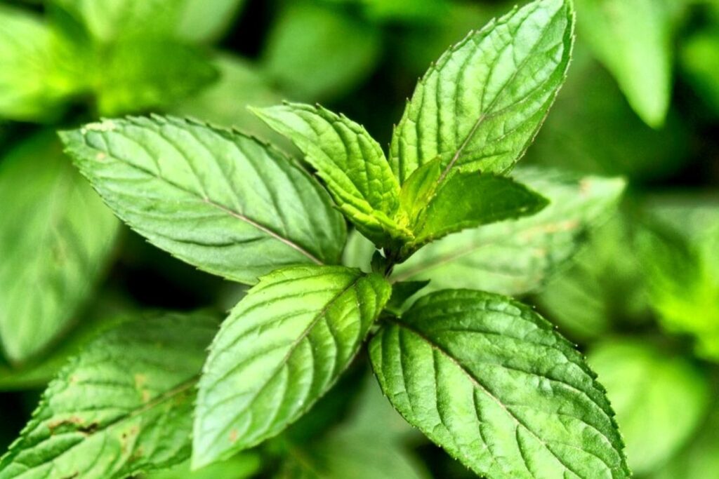 English mint plant