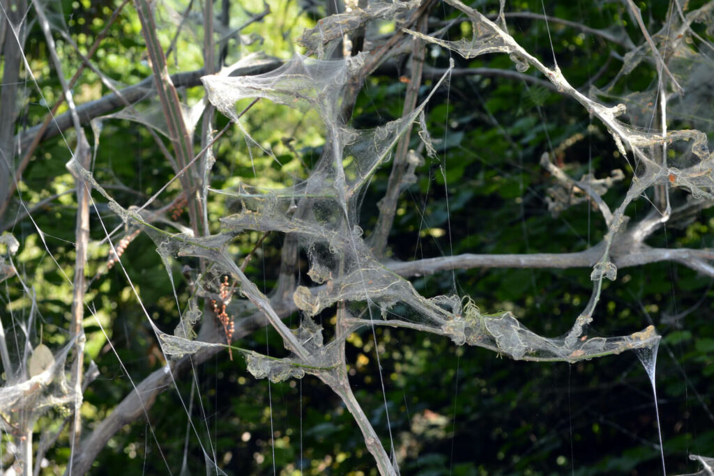 Ermine moth webbing between spindleberry branches