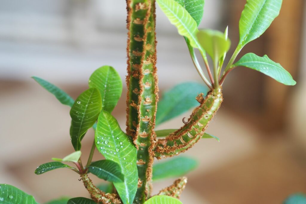 Close-up of the stem of Madagascar jewel plant