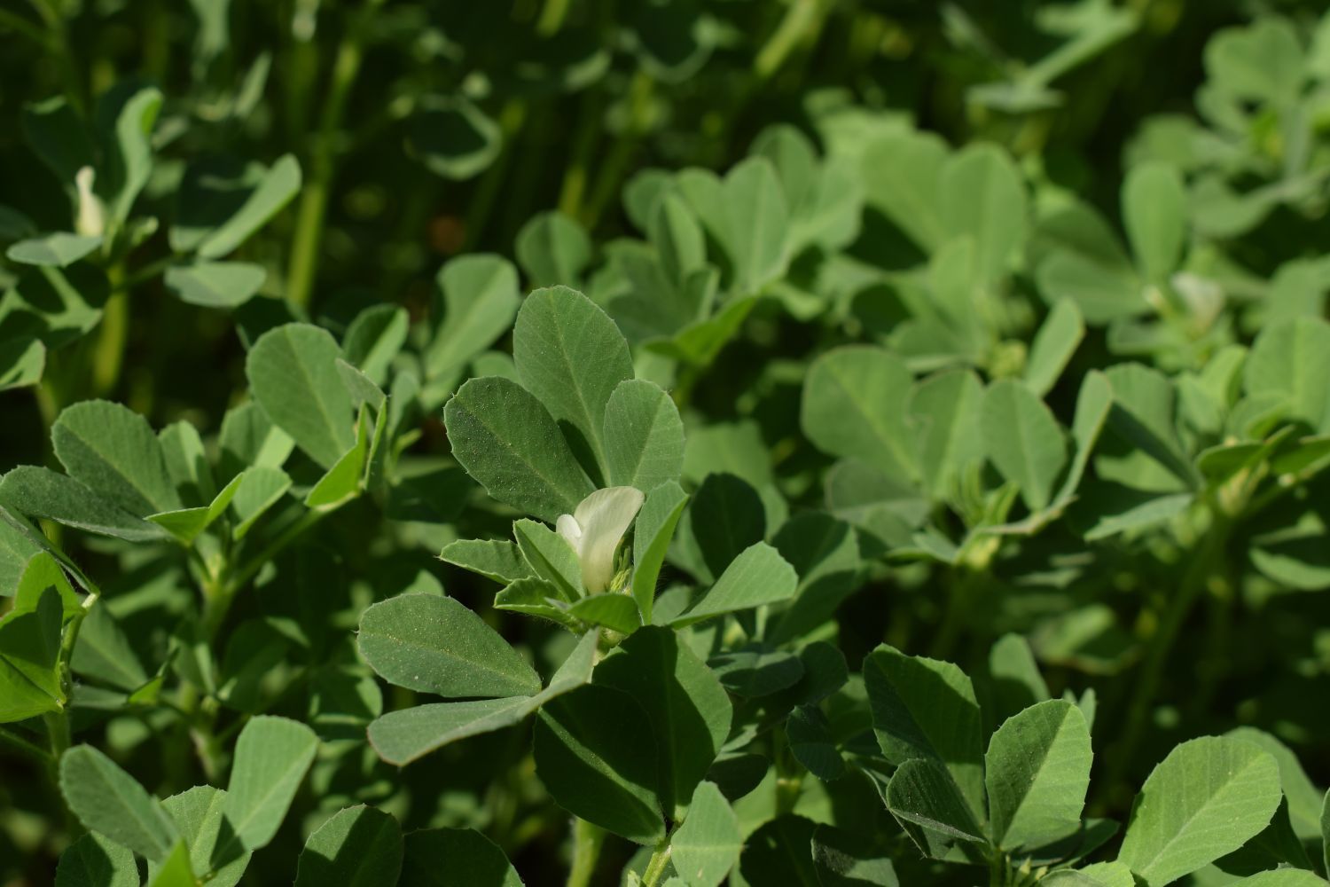 Fenugreek sowing, effects & uses Plantura