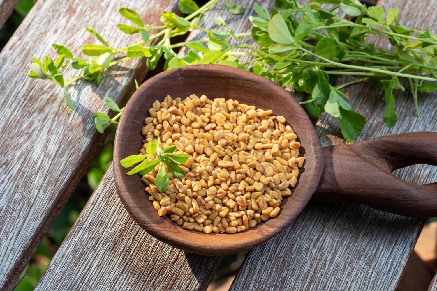 a bowl full of fenugreek seeds