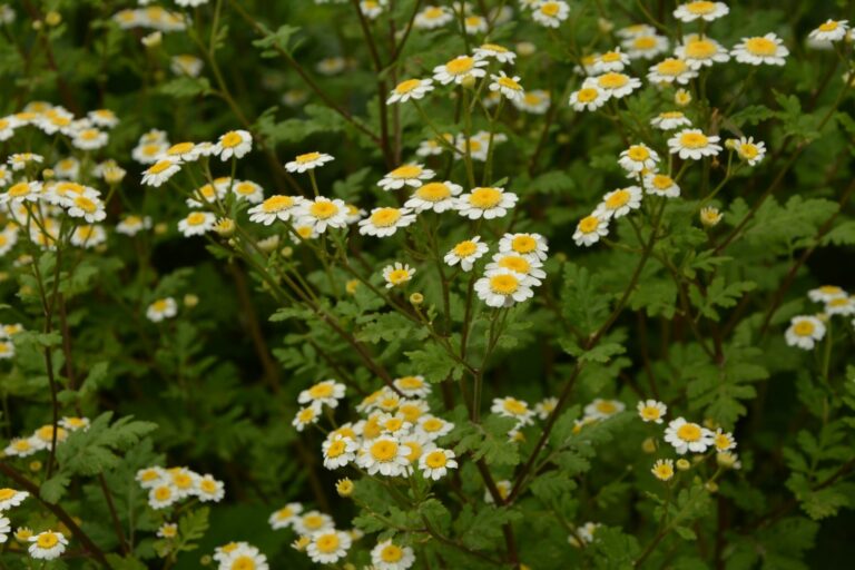 Feverfew planting, care & uses Plantura