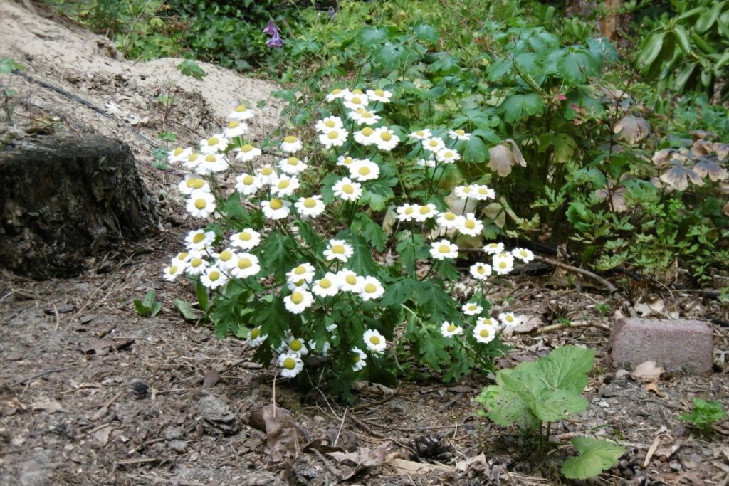 Feverfew in the garden