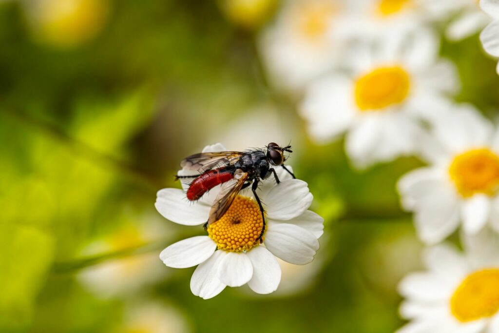 Bee on feverfew flower