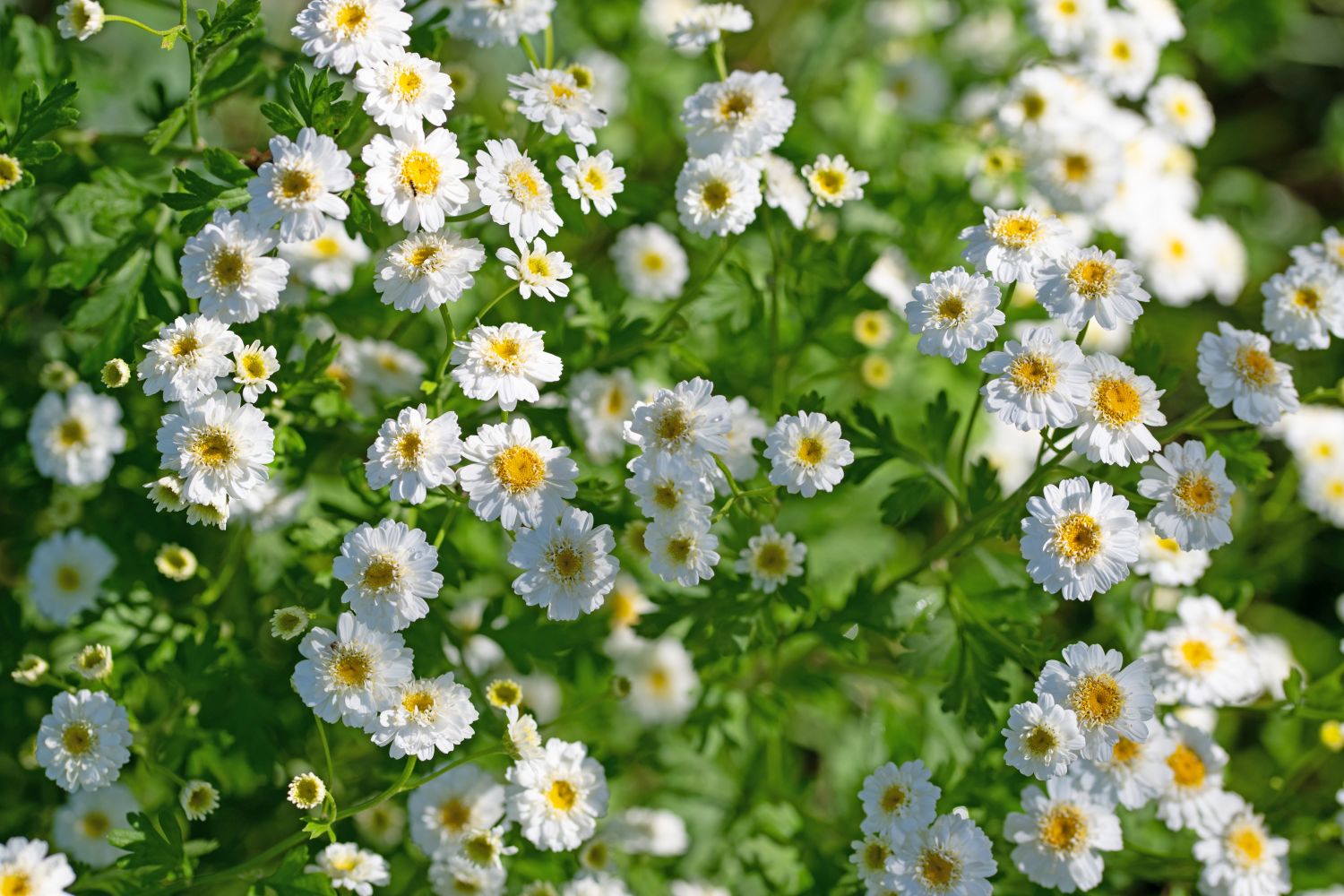 Feverfew: planting, care & uses - Plantura