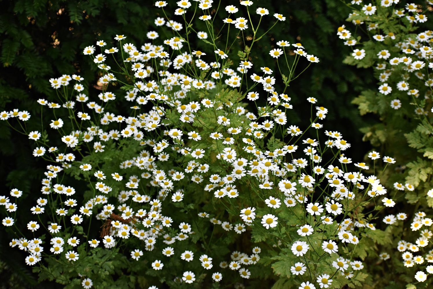 Feverfew: planting, care & uses - Plantura