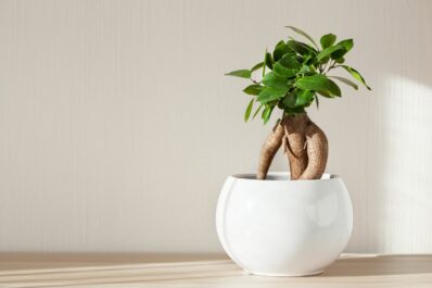 Ficus ginseng: growing & plant care
