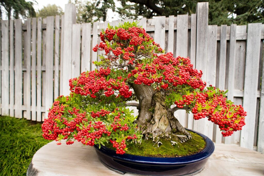firethorn cultivated as a bonsai tree