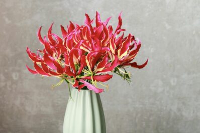 Flame lily: planting, care & overwintering gloriosa lilies