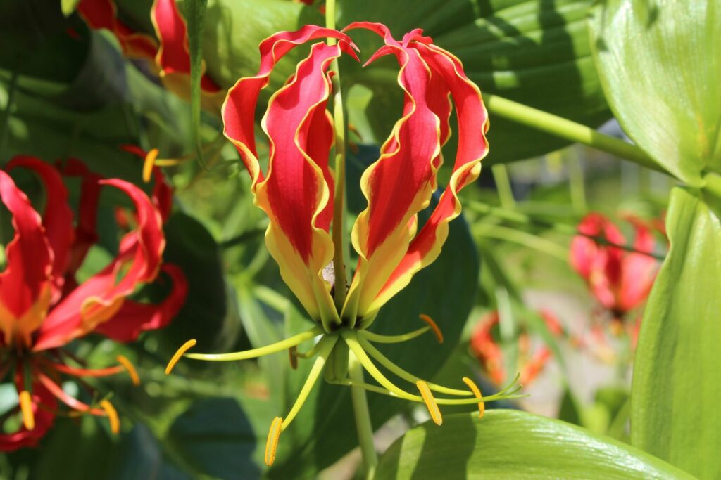 Flowering flame lily