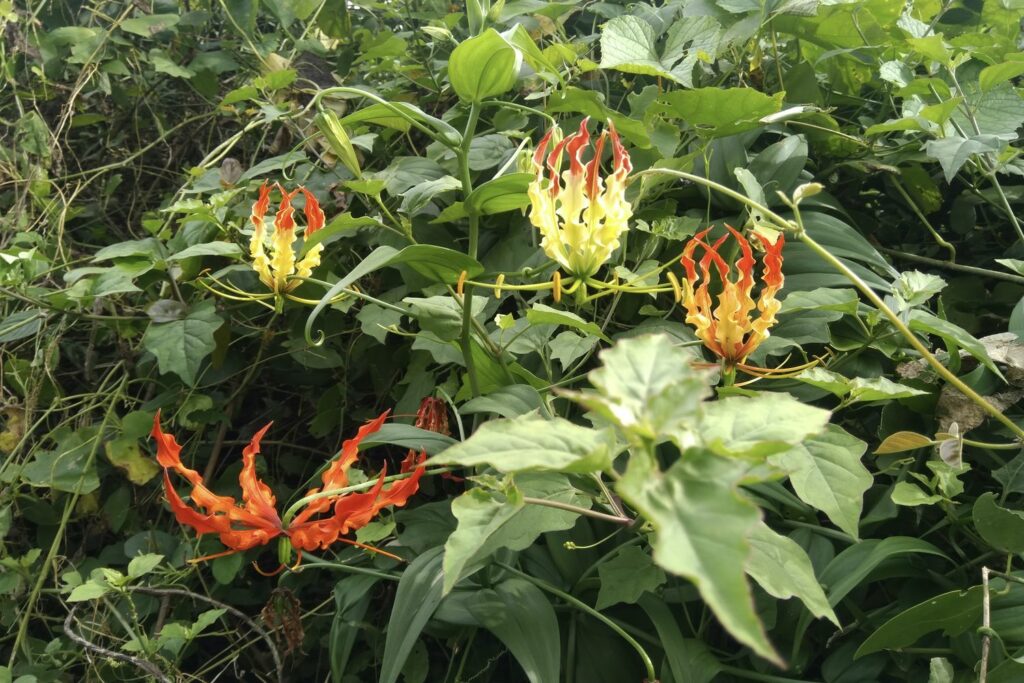 Climbing flame lily