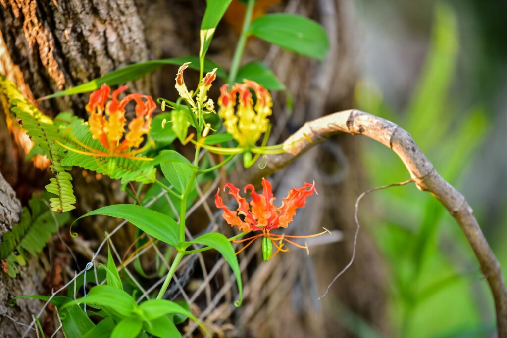 Flame lily flowers and tendrils