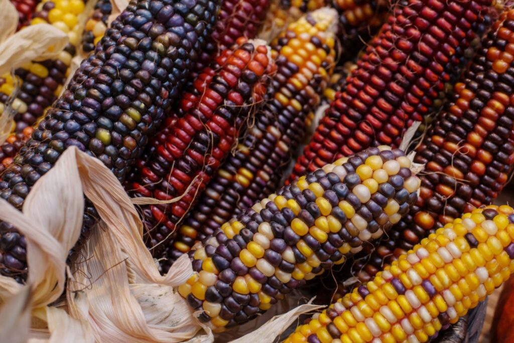 Colourful flint corn cobs