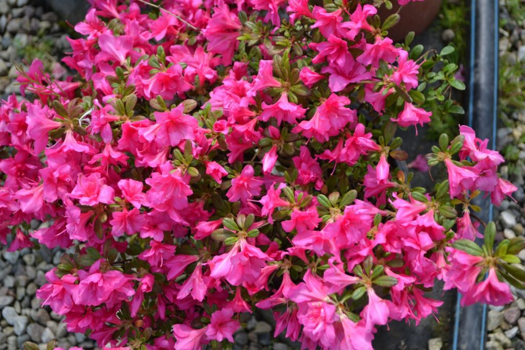 Pink azalea japonica in bloom