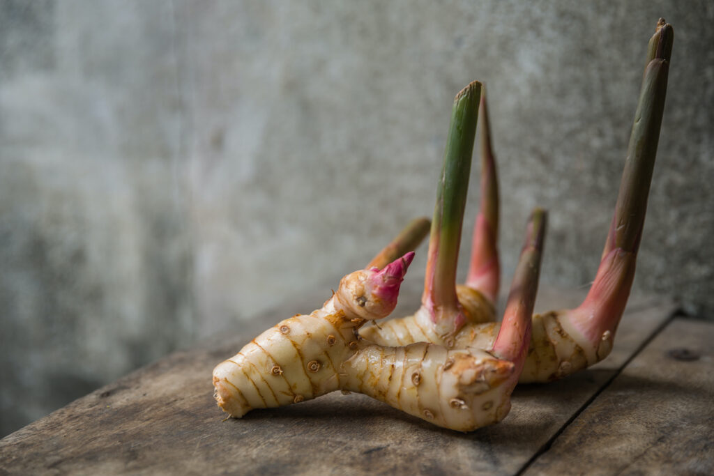a sprouting galangal rhizome