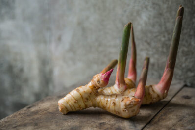 Galangal: cultivation, uses & flavour