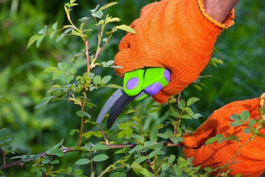 Wearing gloves while pruning climbing roses