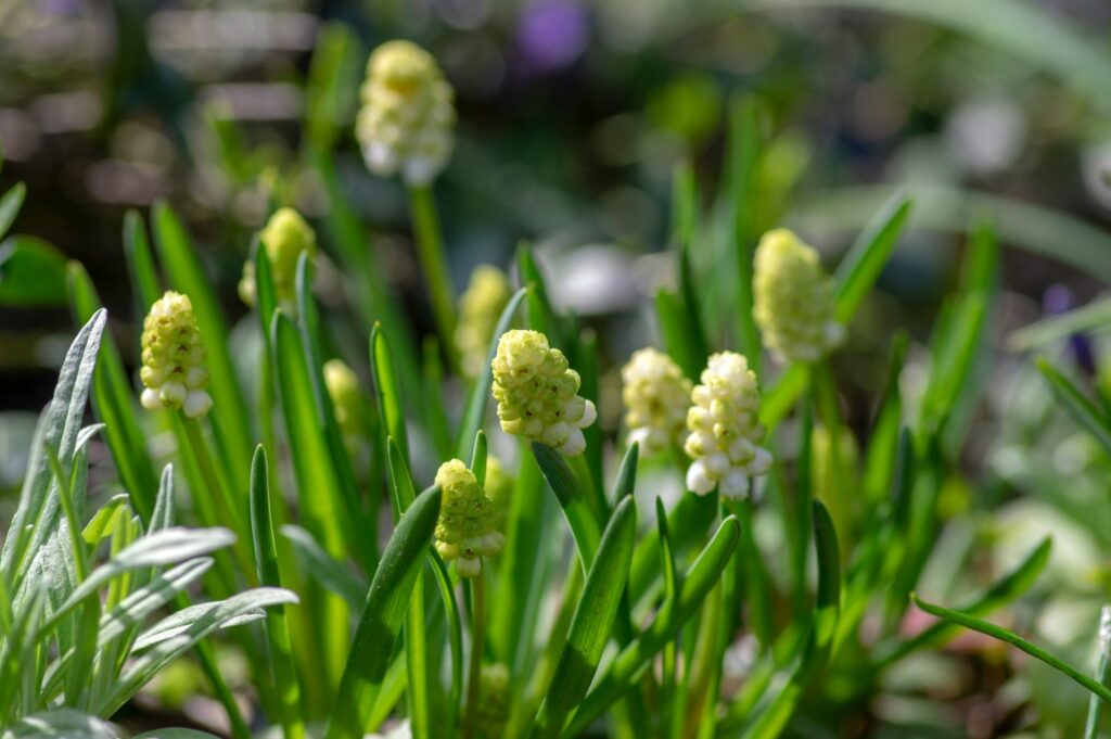 green buds and white muscari flowers