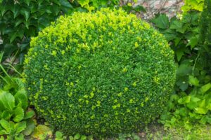 Buxus & Box tree