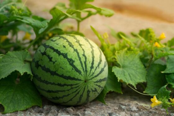 Planting watermelons: expert tips for cultivation