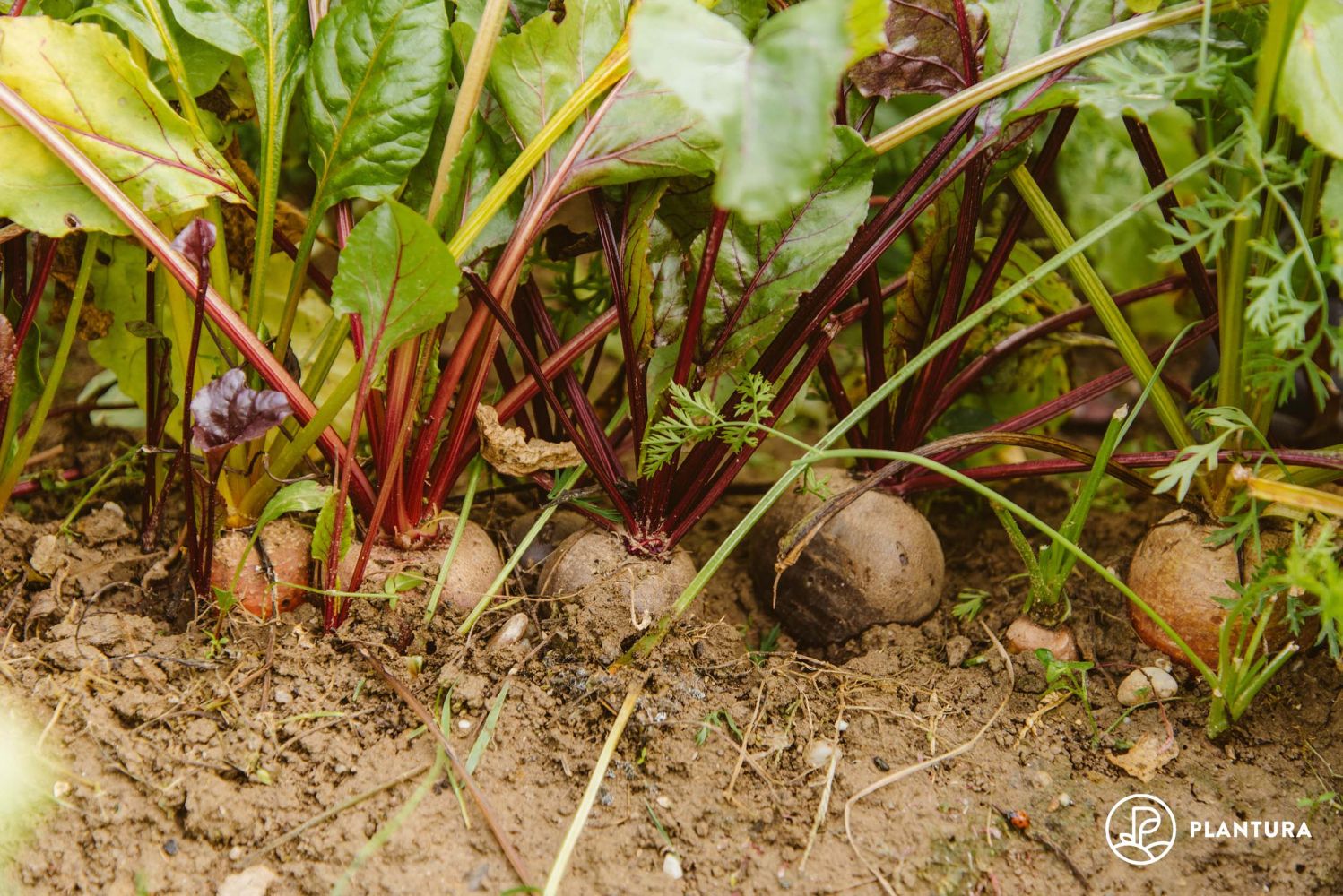 Yellow beetroot growing & care Plantura