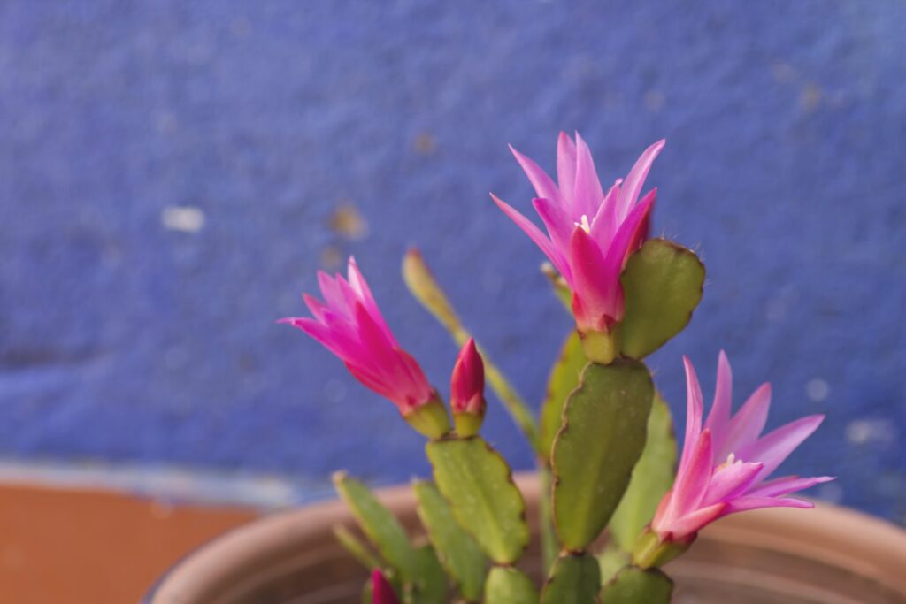 Pink flowers of Easter cactus