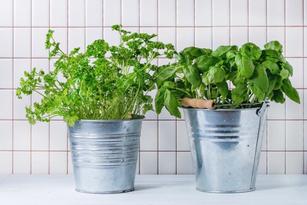 Basil and parsley in metal pots
