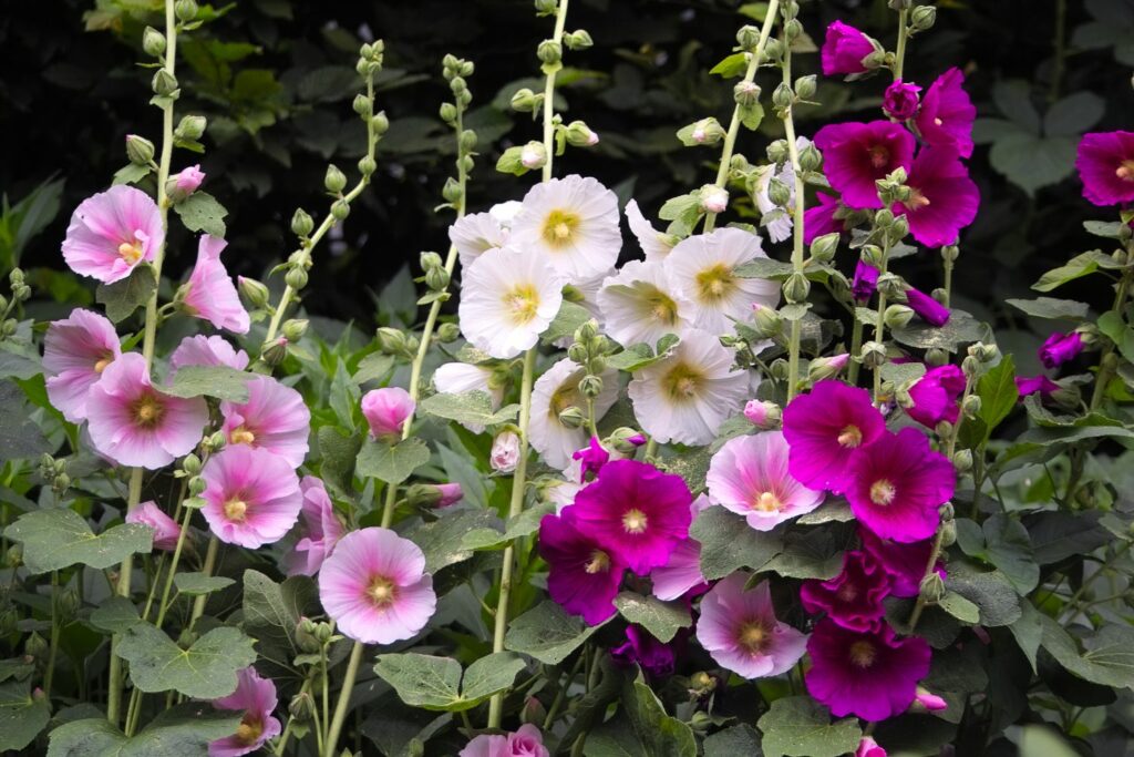 Pink and white hollyhock flowers in bloom
