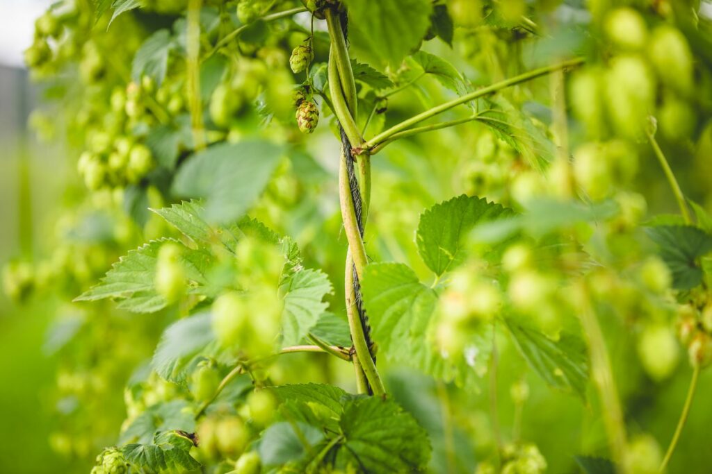 Climbing hops vines