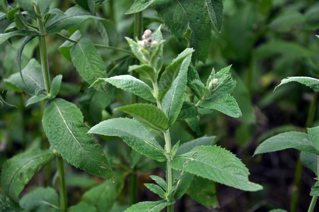 Horse mint plant with buds