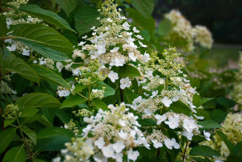 Delicate white flowers of panicle hydrangea