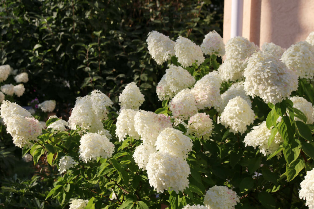 White flowering Hydrangea paniculata