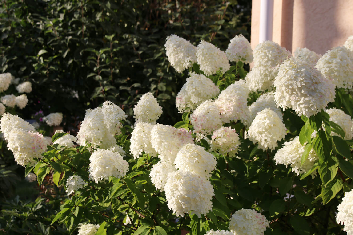 Image of Hydrangea paniculata white flower