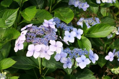 Hydrangea serrata: all about planting, care & pruning