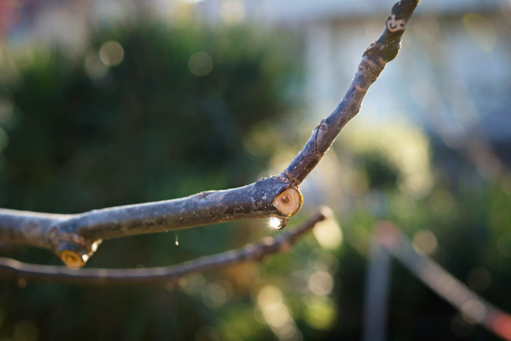 Close-up of freshly cut black walnut tree branch