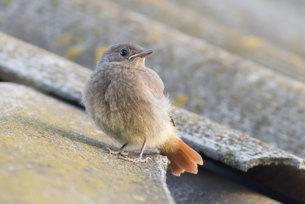 Young black redstart on roof tiles